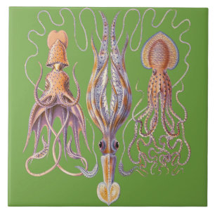 Aquatic Life Haeckel Octopus Ceramics Tile
