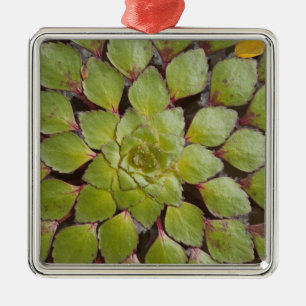 Aquatic Plants Rupununi, Guyana. Metal Ornament