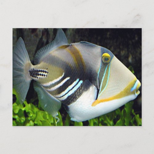 aquatic scenes trigger fish postcard