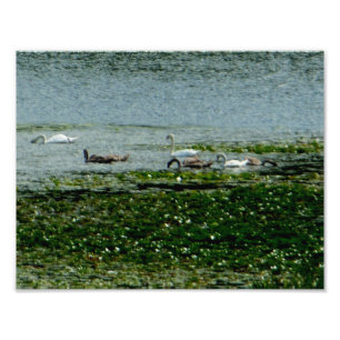 Aquatic Swans Photo Print
