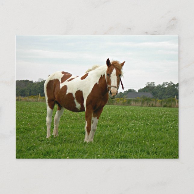 Aquebogue Painted Horse Postcard (Front)