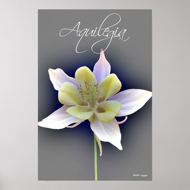 Aquilegia Poster (Front)