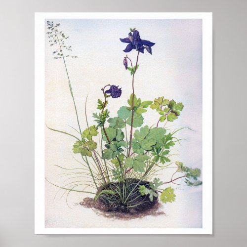 Aquilegia vulgaris Flower Albrecht Durer Poster