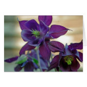aquilegia vulgaris flower card (Front Horizontal)
