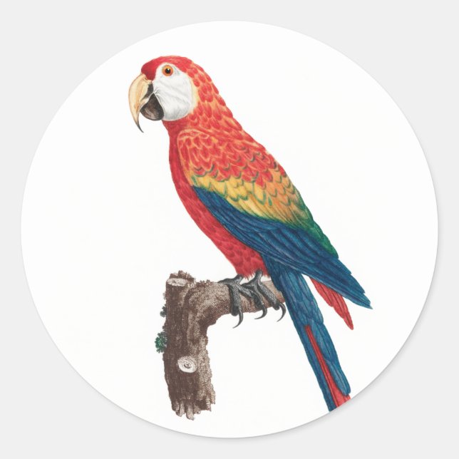 Ara Canga Parrot Classic Round Sticker (Front)