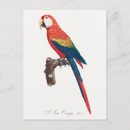 Ara Canga Parrot Postcard