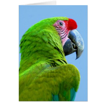 Ara Militaris Green Parrot Ara Militaris Green Parrot