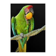 Ara Militaris Green Parrot
