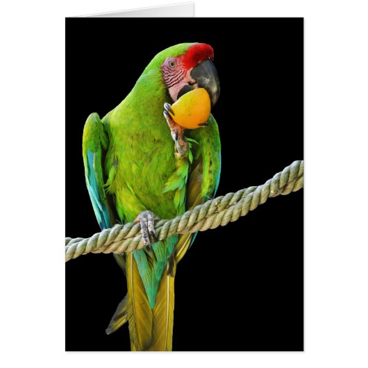 Ara Militaris Green Parrot Cards (Front)