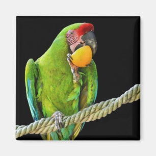Ara Militaris Green Parrot Magnet