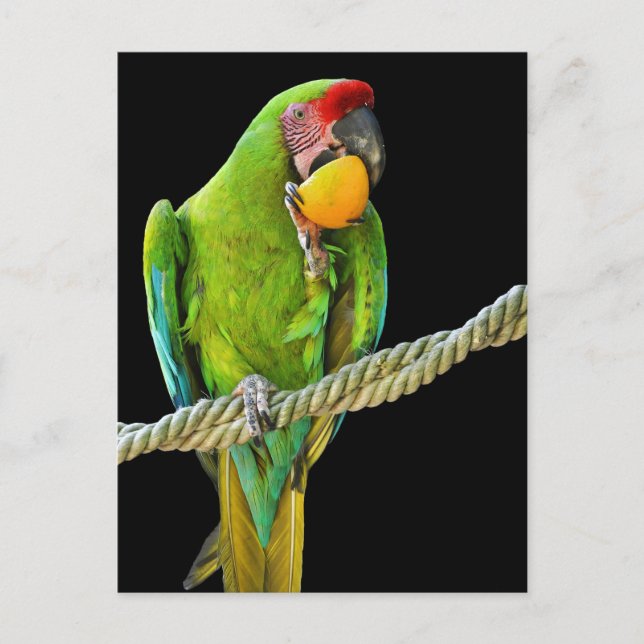 Ara Militaris Green Parrot Postcard (Front)
