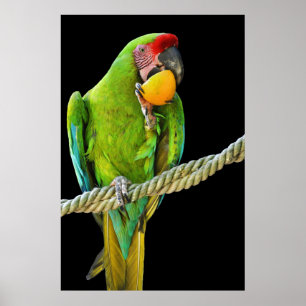 Ara Militaris Green Parrot Poster