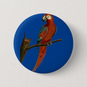 Ara red parrot pinback button