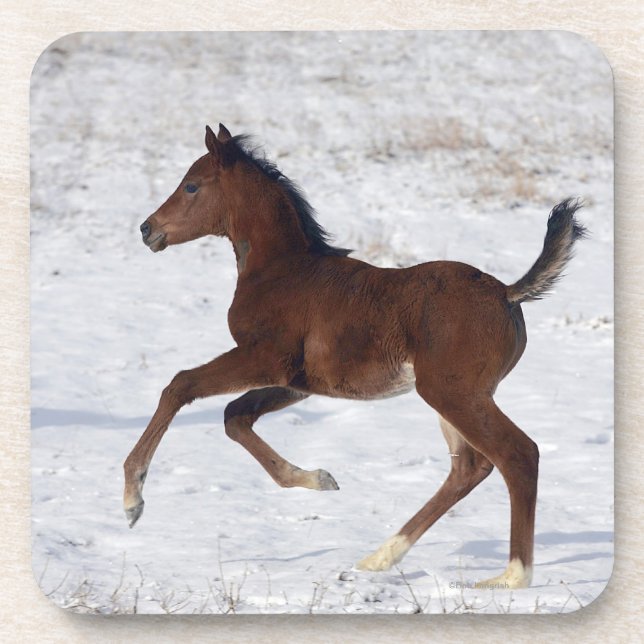 Arab Foal in the Snow Beverage Coaster (Front)
