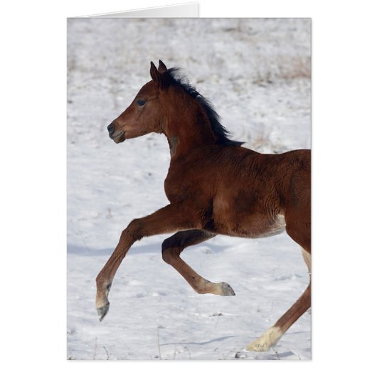 Arab Foal in the Snow Cards (Front)