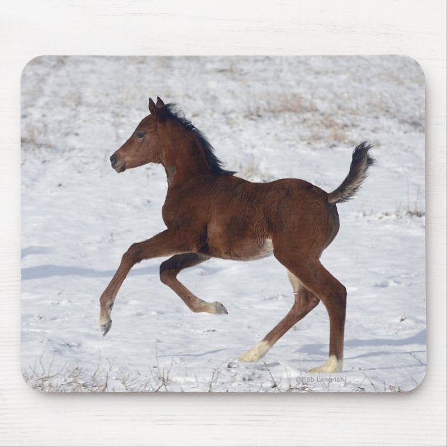 Arab Foal in the Snow Mouse Pad (Front)