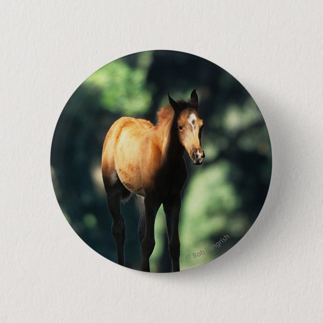 Arab Foal in the Trees Button (Front)