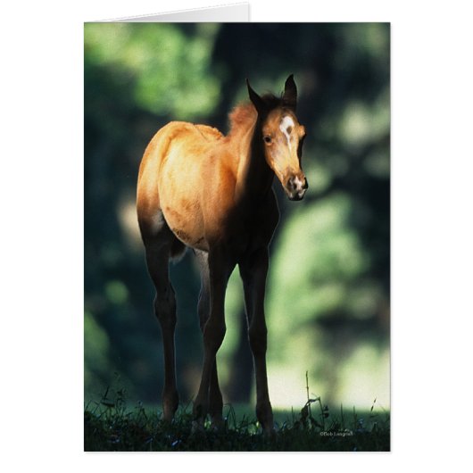 Arab Foal in the Trees Cards (Front)