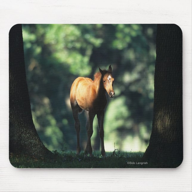 Arab Foal in the Trees Mouse Pad (Front)