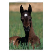 Arab Foal Laying Down (Front)
