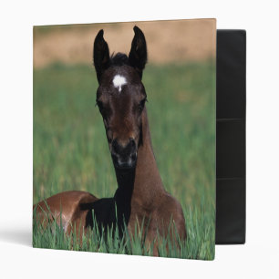 Arab Foal Laying Down 3 Ring Binder