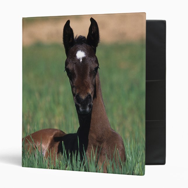 Arab Foal Laying Down 3 Ring Binder (Front/Inside)