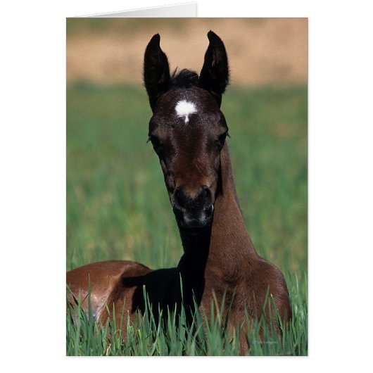 Arab Foal Laying Down Cards (Front)