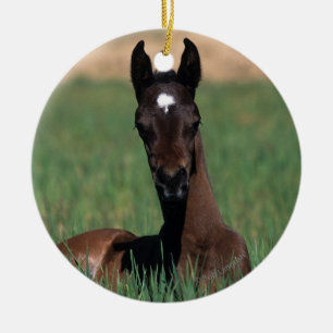 Arab Foal Laying Down Ceramic Ornament