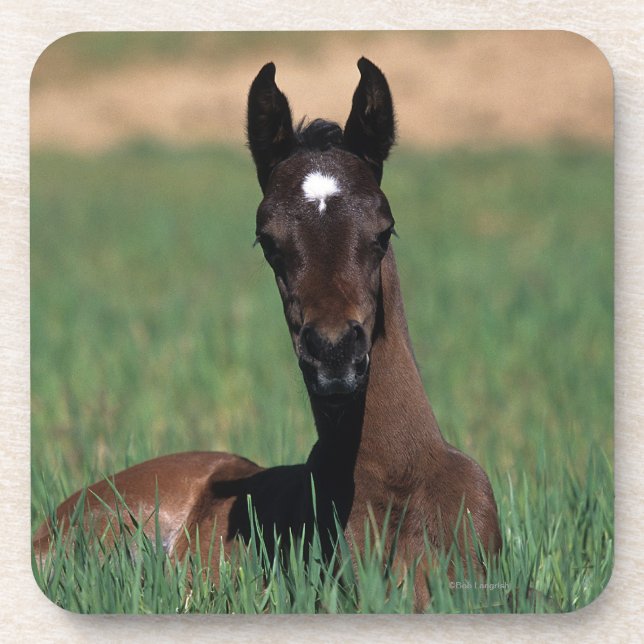 Arab Foal Laying Down Drink Coaster (Front)