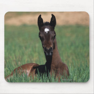 Arab Foal Laying Down Mouse Pad
