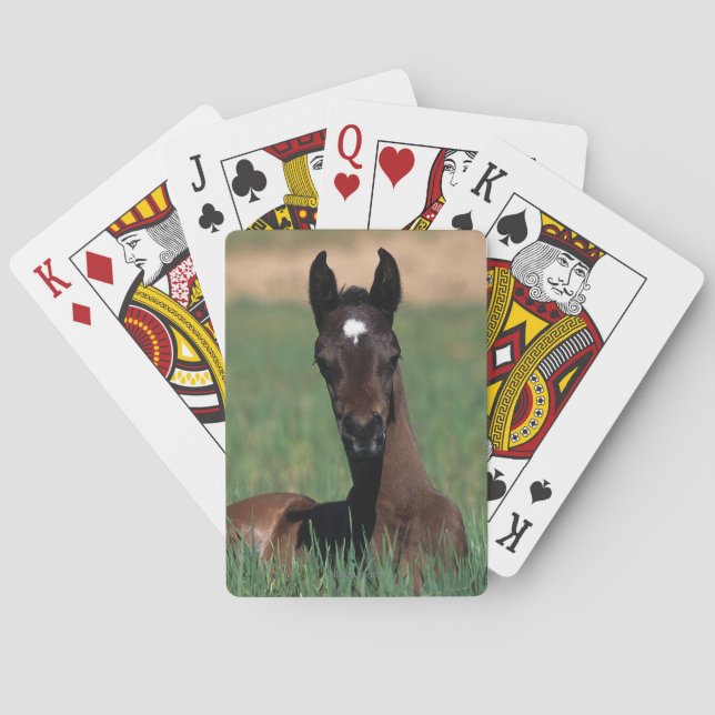 Arab Foal Laying Down Poker Cards (Back)