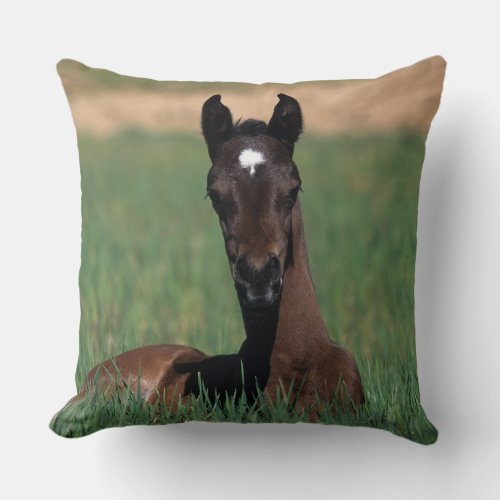 Arab Foal Laying Down Throw Pillow