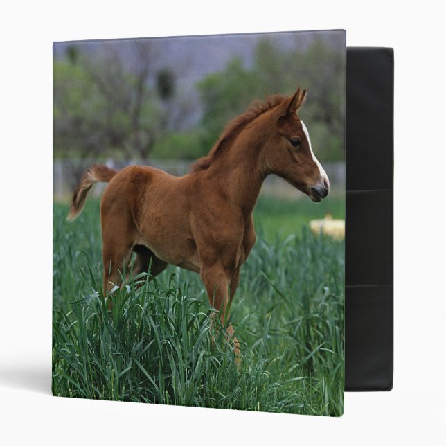 Arab Foal Standing 3 Ring Binder (Front/Inside)