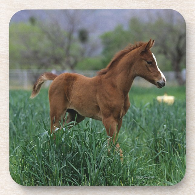Arab Foal Standing Beverage Coaster (Front)
