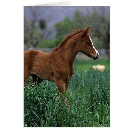 Arab Foal Standing Cards (Front)