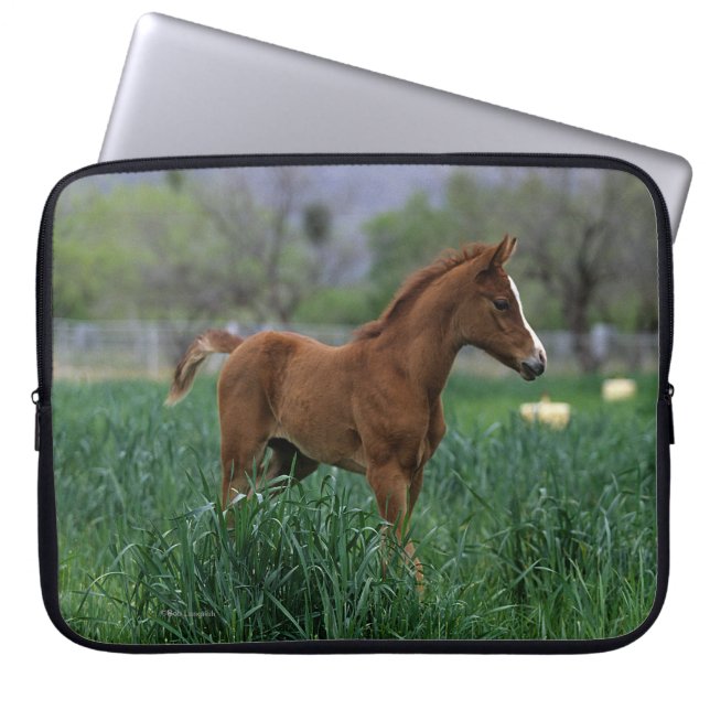 Arab Foal Standing Laptop Sleeve (Front)