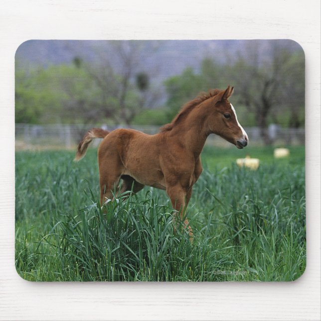 Arab Foal Standing Mouse Pad (Front)