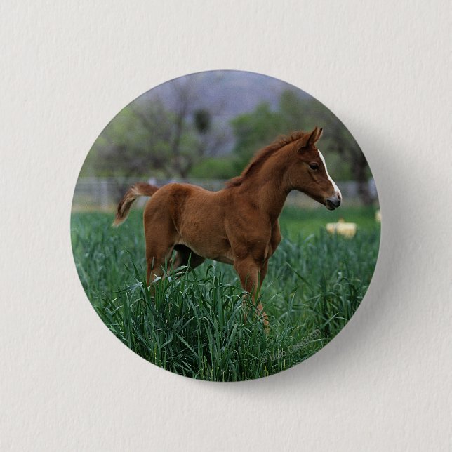 Arab Foal Standing Pinback Button (Front)