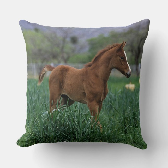 Arab Foal Standing Throw Pillow (Front)