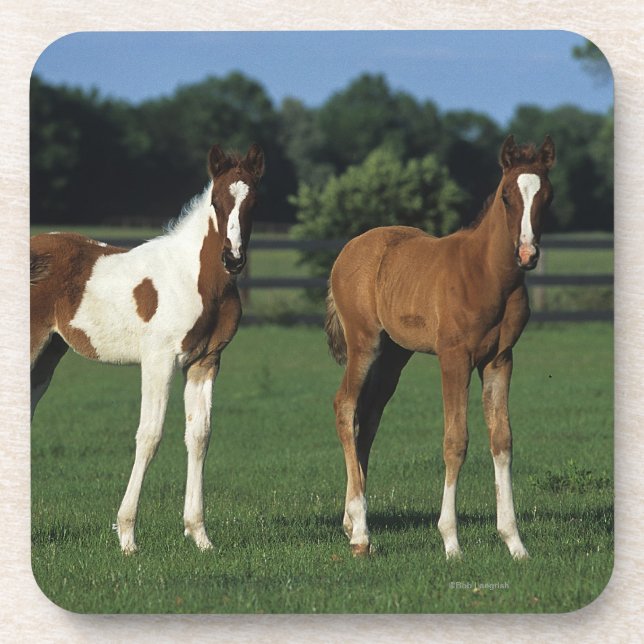 Arab Foals Standing in Grassy Field Beverage Coaster (Front)