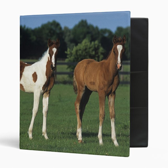 Arab Foals Standing in Grassy Field Binder (Front/Inside)