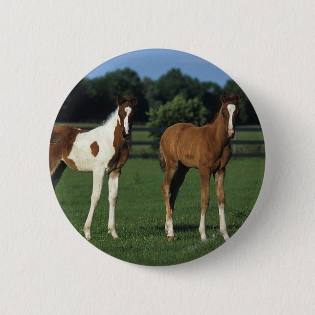Arab Foals Standing in Grassy Field Button (Front)
