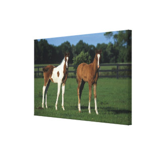 Arab Foals Standing in Grassy Field Canvas Print