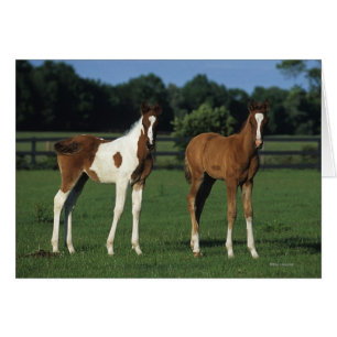 Arab Foals Standing in Grassy Field Cards