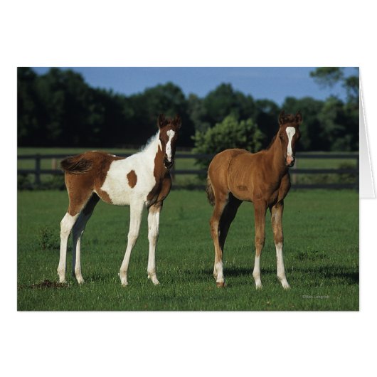 Arab Foals Standing in Grassy Field Cards (Front Horizontal)
