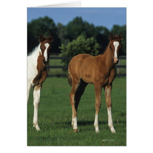 Arab Foals Standing in Grassy Field Cards