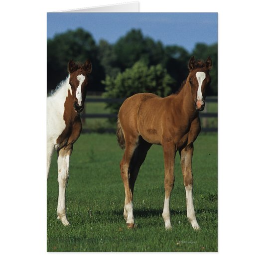 Arab Foals Standing in Grassy Field Cards (Front)