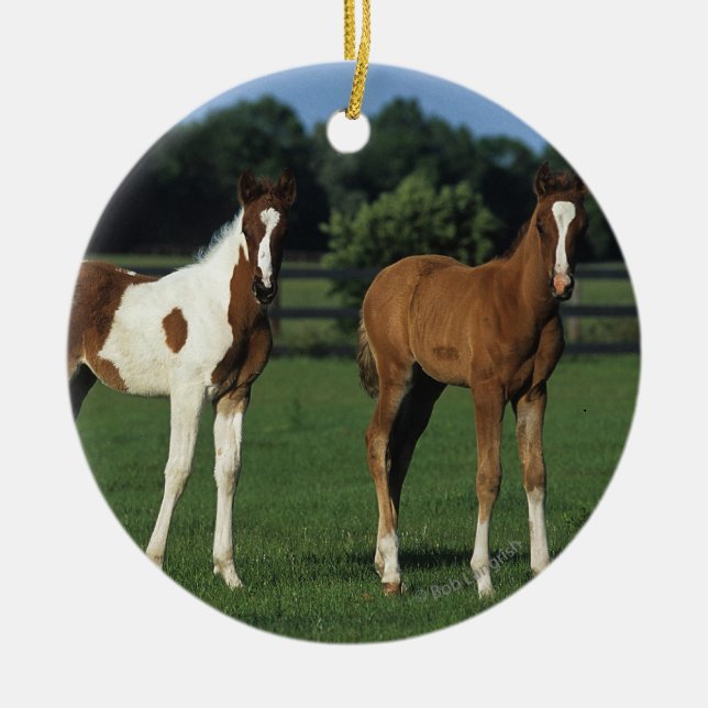 Arab Foals Standing in Grassy Field Ceramic Ornament (Front)