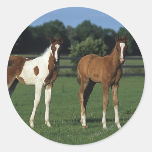Arab Foals Standing in Grassy Field Classic Round Sticker