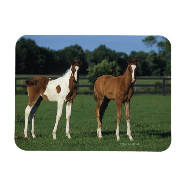 Arab Foals Standing in Grassy Field Magnet (Horizontal)